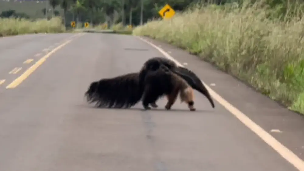 Vídeo: mãe tamanduá-bandeira cruza estrada com filhote